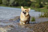 CORGI PEMBROKE 769